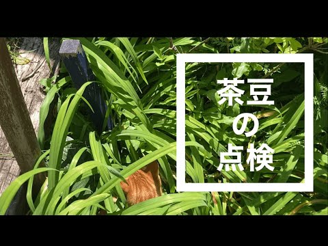 猫とトカゲ,藪萱草の茂みでトカゲとにらみ合い,猫の点検,茶トラ猫,猫動画, no54 @bokuchamame