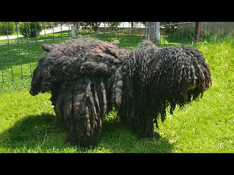 This DOG Is AGAIN NEGLECTED and MATTED!