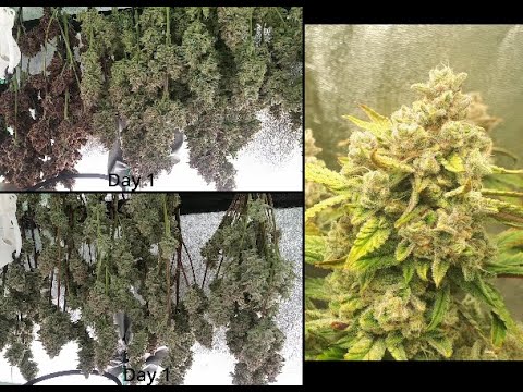 How I Grow! -S1E14- Final Results, Harvesting, Drying, Curing