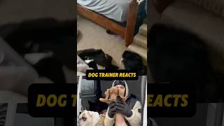 ⚠️ DOG TRAINER REACTS ⚠️ - Dachshund poos on owners table #dog #dogtrainer #reaction