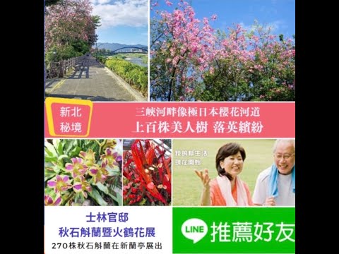 新北三峽安溪里堤頂步道｜上百棵美人樹「粉嫩落櫻與藍天樹綠相映」開滿河畔，不輸日本櫻花河道