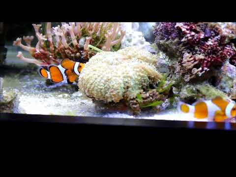 多毛菇珊瑚, 椰花珊瑚和野生公子小丑與Hairy Mushroom,Clove Polyps, Ocellaris Clownfish,1K