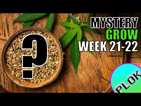 It's a Boy! One Plant Down - Mystery Seed Indoor/Outdoor Grow Week 21-22