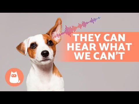 6 SOUNDS That Only DOGS CAN HEAR 🐶🔊