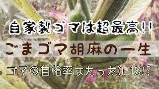 ごまゴマ胡麻の一生/自家製ゴマは味も香りも最高！！