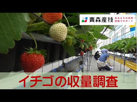 イチゴの収量調査AS11【農林総合研究所】