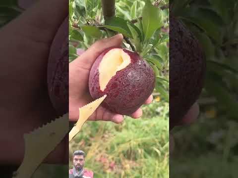 @Malwainspired #satisfying #fruitcutting #orange#nature#vegetable#fruit#carving#plate#fruitcarving