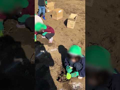 【おいもほり】４、５歳児クラスによるお芋ほり ちどり保育園：千葉市認可保育園  #保育士 #nurseryteacher #芋掘り #保育 #遠足