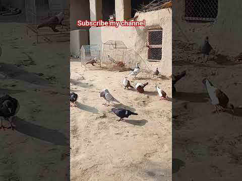 #pigeontraining #pigeon #rajputpigeonsloft #youtubeshorts #kabootar #viral #kabutar #pigeonpigeon #b