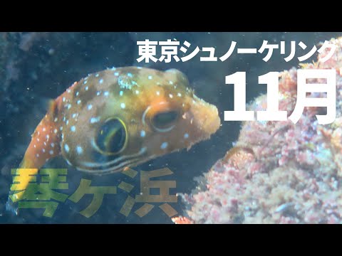 ＃１１琴ヶ浜でシュノーケリング（2016年11月）【東京シュノーケリング】