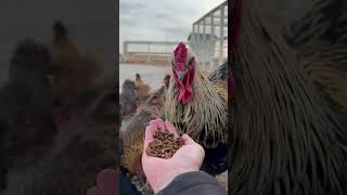 My flock LOVE these grubs! #chickens #grubs #grubterra #shorts #backyardflock #chicken