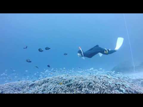 Freediving - The Coral Foerest! May 2016, Zamami Okinawa