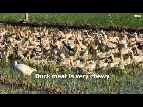 Ducks are eating on harvested rice field