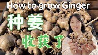 【种植85】How to grow ginger in pot 生姜種植，全过程的经验分享：催芽、栽种、追肥、培土、浇水、季节、收获，在盆里就能种的姜