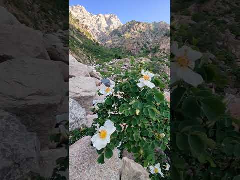 Wild rose in the mountains 🤍 #wildlife #nature #rose #mountains #plants