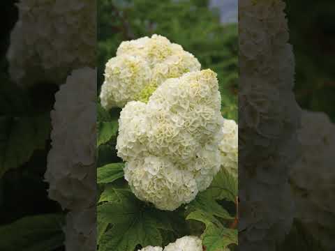 🌿 Gatsby Moon® Oakleaf Hydrangea (Quercifolia)