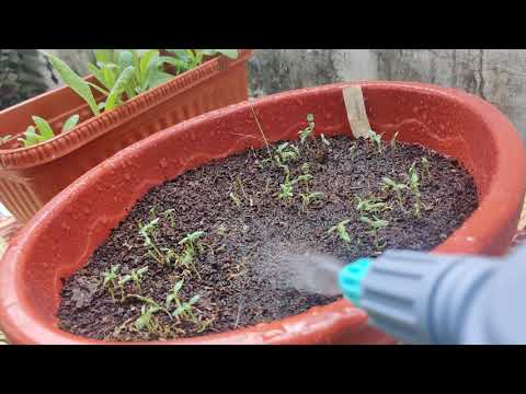 Basic Gardening tips from sowing seeds to repotting | Beginner's gardening | Winter flowering plant