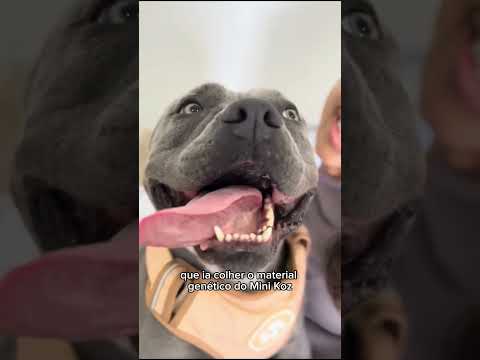 Minha Viagem pra São Paulo 🐾 Nuhri fez Inseminação 🧬 Nossa Rotina #americanbully