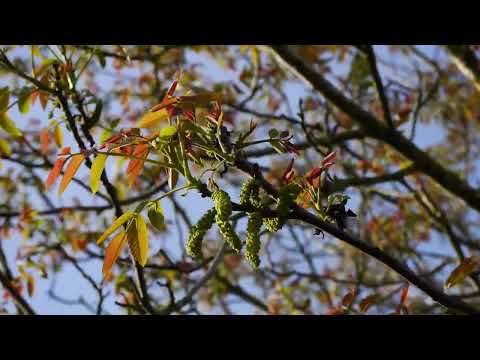 walnut tree in the wind