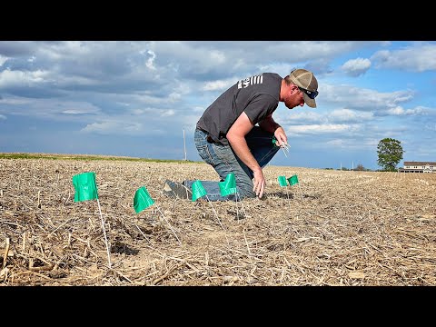 Flagging Corn Emergence