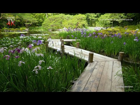 4K KYOTO [viewTV-112] 平安神宮 花菖蒲 "Irises blooming in the gardens of Heian Jingu Shrine"