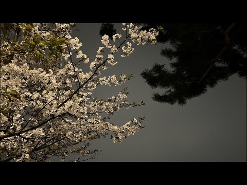 【牡丹と夜桜】第一夜、皇居