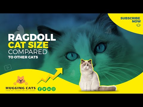 Ragdoll Cats: How Big They Get and What Breeds Are the Smallest?