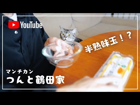 どハマり中の半熟味玉の仕込みに参加する猫【猫とおうちごはん】