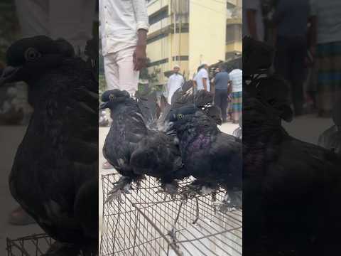 black fantail pigeon breeds #fancy pigeon #pigeon #shorts