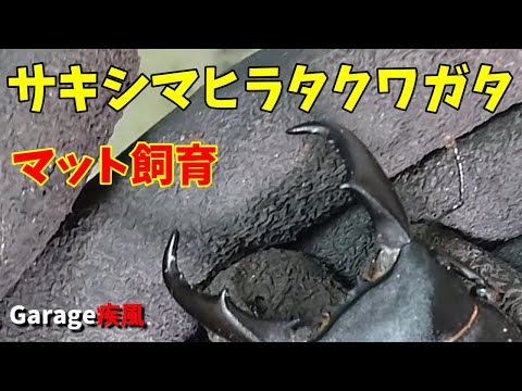 サキシマヒラタクワガタ羽化　マットで飼育してみた　#クワガタ