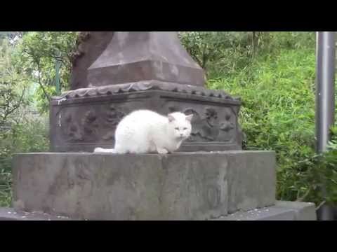 桜 池上本門寺の白猫　此經難事坂の途中にいる隠れた人気者a famous white cat beside the long stairs in Ikegami Honmonji temple.