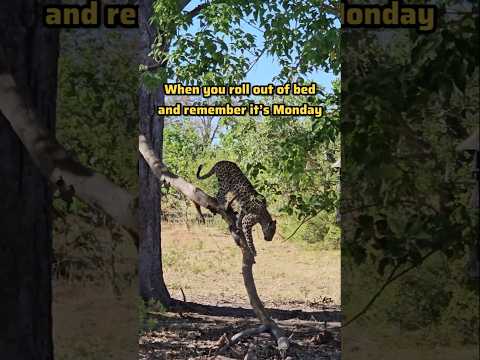 #africanleopard Experiencing a wild cat waking up😲 on a tree branch!😅#botswanasafari #wildlife