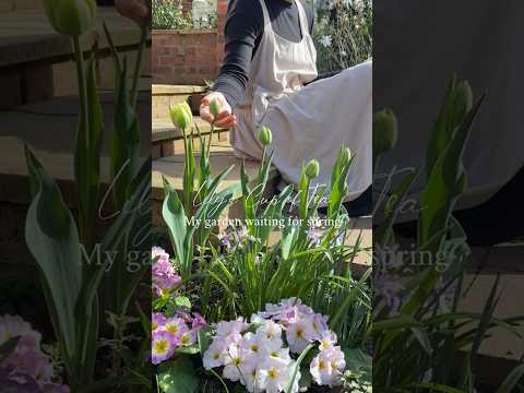 My garden waiting for spring | 春を待つ庭の様子🌷 #shorts #garden #gardening #ガーデニング