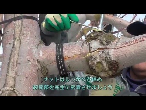 AP15【りんご研究所】ハイリフトジャッキを利用したりんごの雪害復旧方法④裂開部の固定