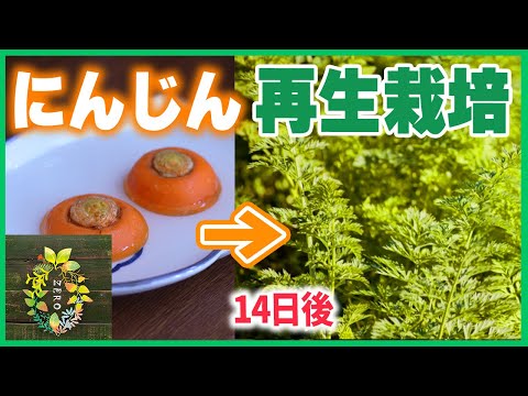 スーパーの人参のヘタをそのまま植えてみた【再生栽培】（リボベジ）