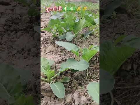 फूलगोभी की खेती $सब्जी #खेती बाड़ी #agriculture #trending songs #vairal video #किसान #