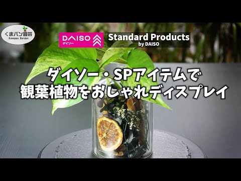 観葉植物が驚きのインテリアに！ダイソー・SPアイテム組み合せ #plants #houseplants #観葉植物