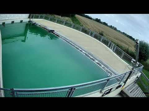 Seals live (4K) @ Seal Rehabilitation and Research Centre (Pieterburen, The Netherlands)