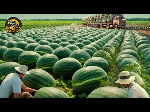 The More Modern Agriculture Machines That Are At Another Level , How To Watermelons In Fields