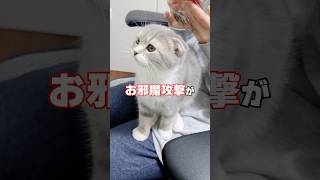 りっちゃんで遊べなくてさみしいむぅちゃんが狙ったのは…🤣 #猫