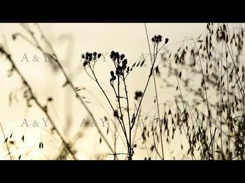 Sunset on a meadow