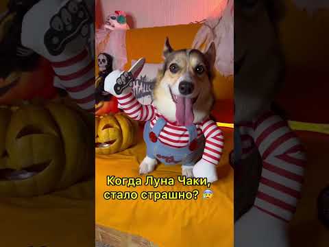 СМЕШНЫЕ ЖИВОТНЫЕ | НА ЧТО ОТВЕТИЛИ НЕТ? (Часть 4)