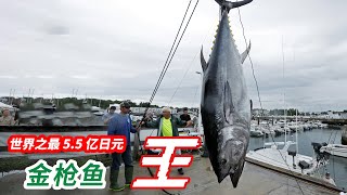 蓝鳍金枪鱼 鱼中劳斯莱斯，一公斤18万元！几口就能吃到你破产！bluefin tuna  金枪鱼 / 顶级海鲜/黄鳍金枪鱼/日本海鲜市场/日本金枪鱼/最贵的金枪鱼/吉尼斯纪录/吞拿鱼