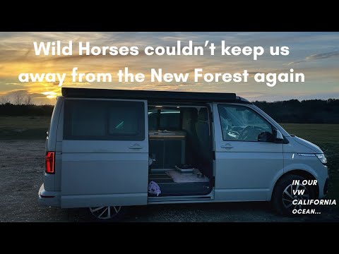 The New Forest VW California Ocean T6.1 Campervan Day: Wild horses & Dinner at Deadman Hill