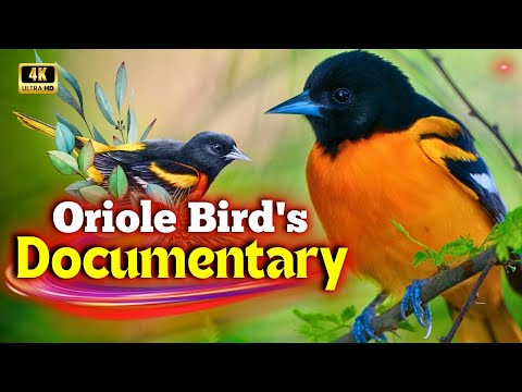 Oriole Bird's Documentary | Amazing Bird Species Video | Creative Nature