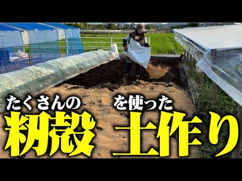 【土作りで籾殻をこれだけの量を入れます】今年は燻炭を多めに入れます【虫対策】【籾殻燻炭】【ニーム】高級魚も頂いてホクホク【石鯛】