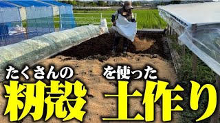 【土作りで籾殻をこれだけの量を入れます】今年は燻炭を多めに入れます【虫対策】【籾殻燻炭】【ニーム】高級魚も頂いてホクホク【石鯛】