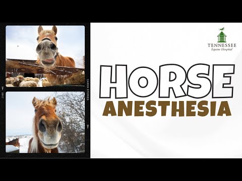 Everything You Need to Know About Horse Anesthesia