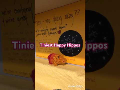 Tiny hippos bring happiness| Emotional support hippos #happy #hippos #short