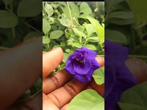 శంఖం పువ్వులు #trending #flowers #flower #viralvideo #video #viralvideo #garden #gardening